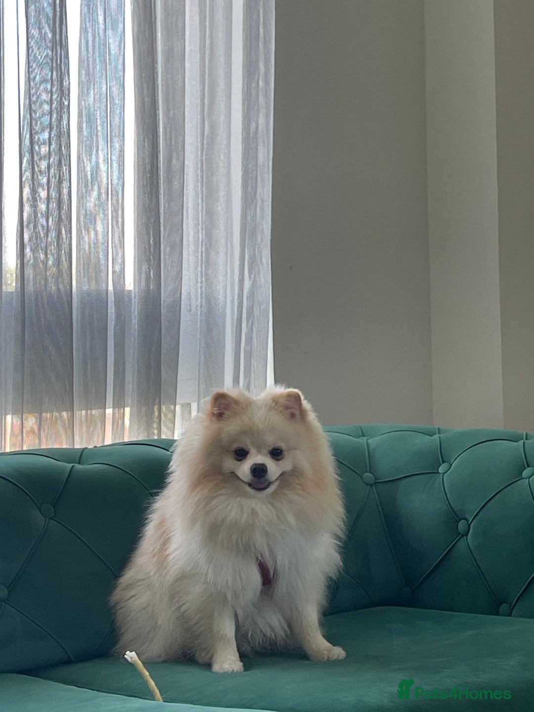 Pomeranian dogs for sale: Loui - Full Pomeranian - Image 1
