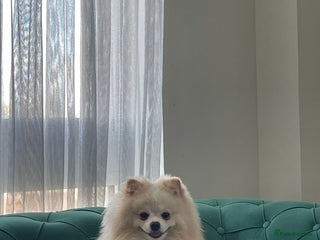 Pomeranian dogs - Advert 19