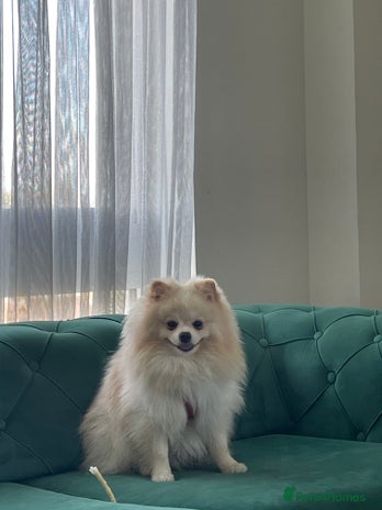 Pomeranian dogs - Advert 34