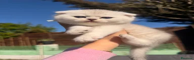 Scottish Fold Kitten 3