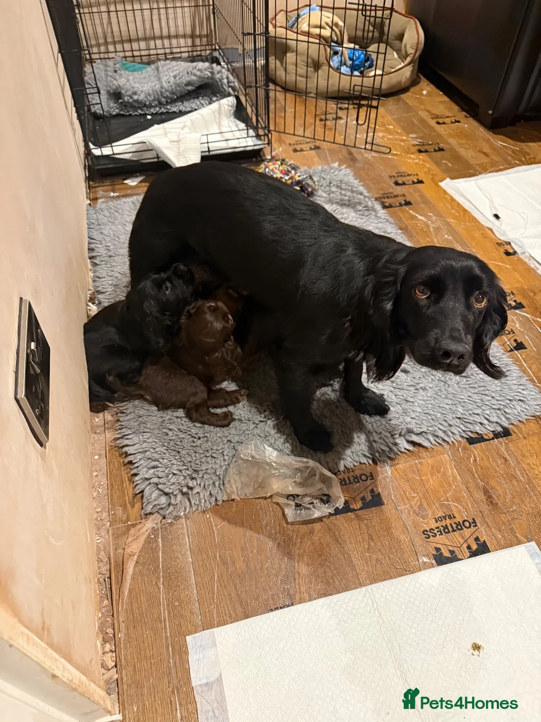 Cocker Spaniel dogs for sale: KC Working Cocker Spaniel - Advert 2