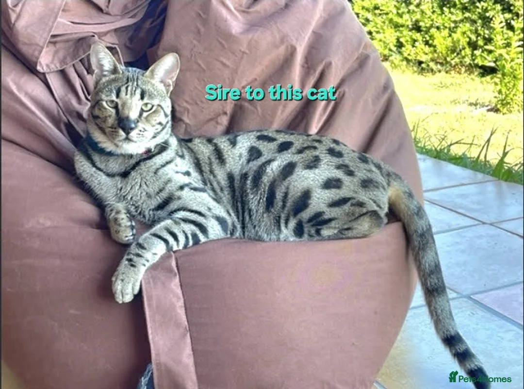 Savannah cats for sale: USA Elite Import F7 SBT - DRINKWATER VIPER F1 Stud - Advert 11