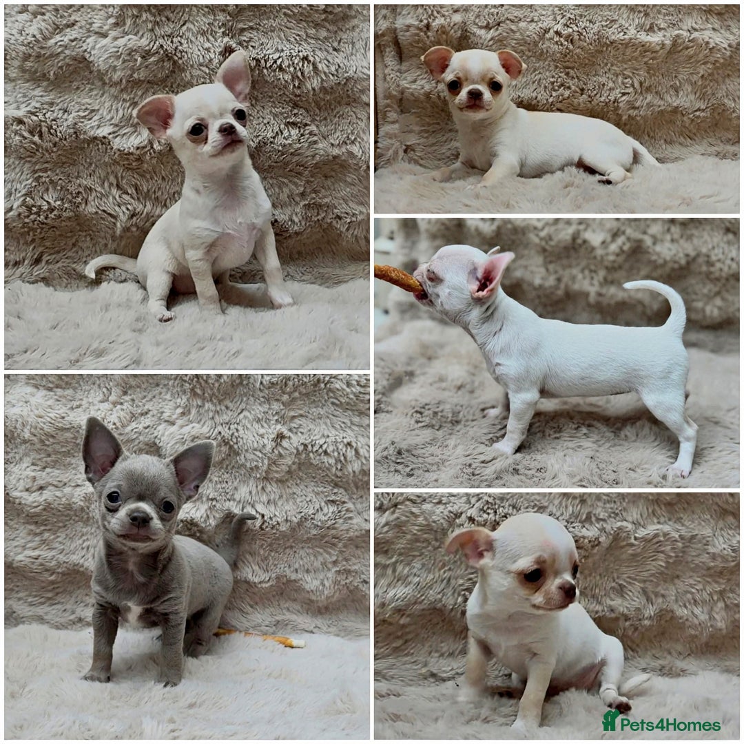 Chihuahua dogs for stud: KC reg - Health tested - PROVEN  - Advert 28