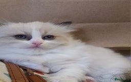 Ragdoll cats for sale: Three Ragdoll kittens - Image 25