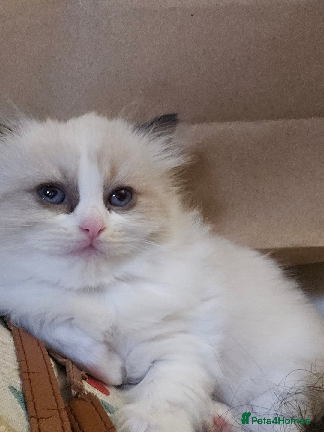 Ragdoll cats for sale: Three Ragdoll kittens - Image 25