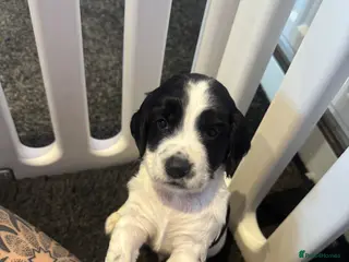 Sprocker dogs Gorgeous sprockers - Advert 1