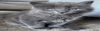 Grey fluffy female 