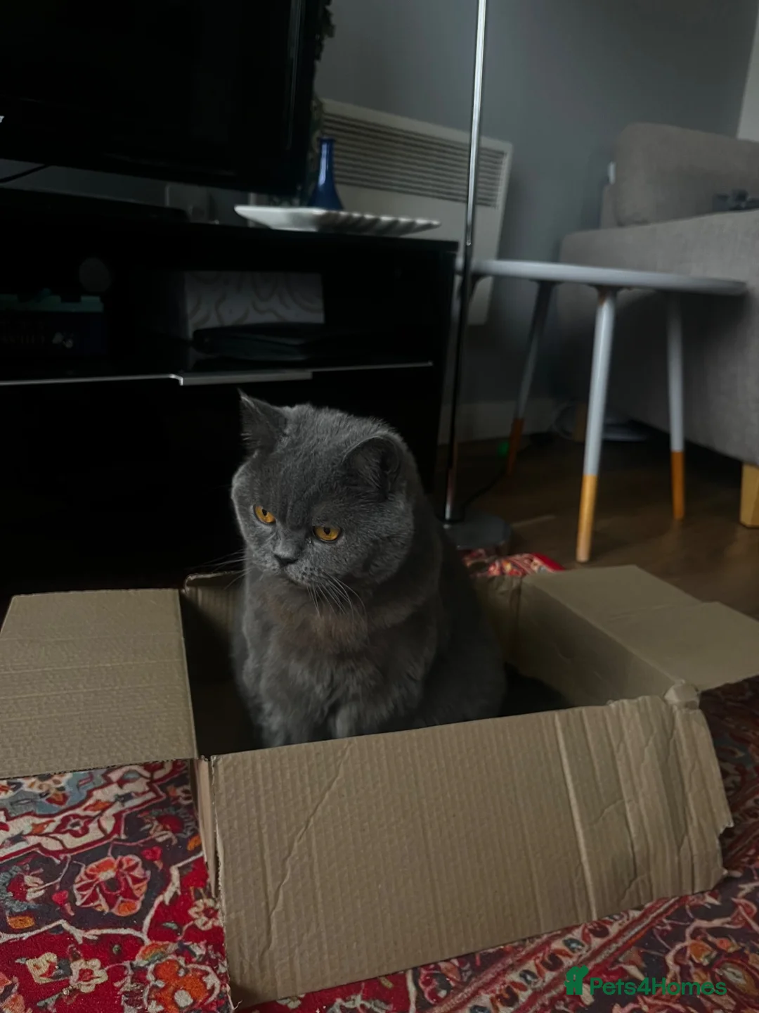 British Shorthair cats for sale: Gorgeous British Blue - Advert 4