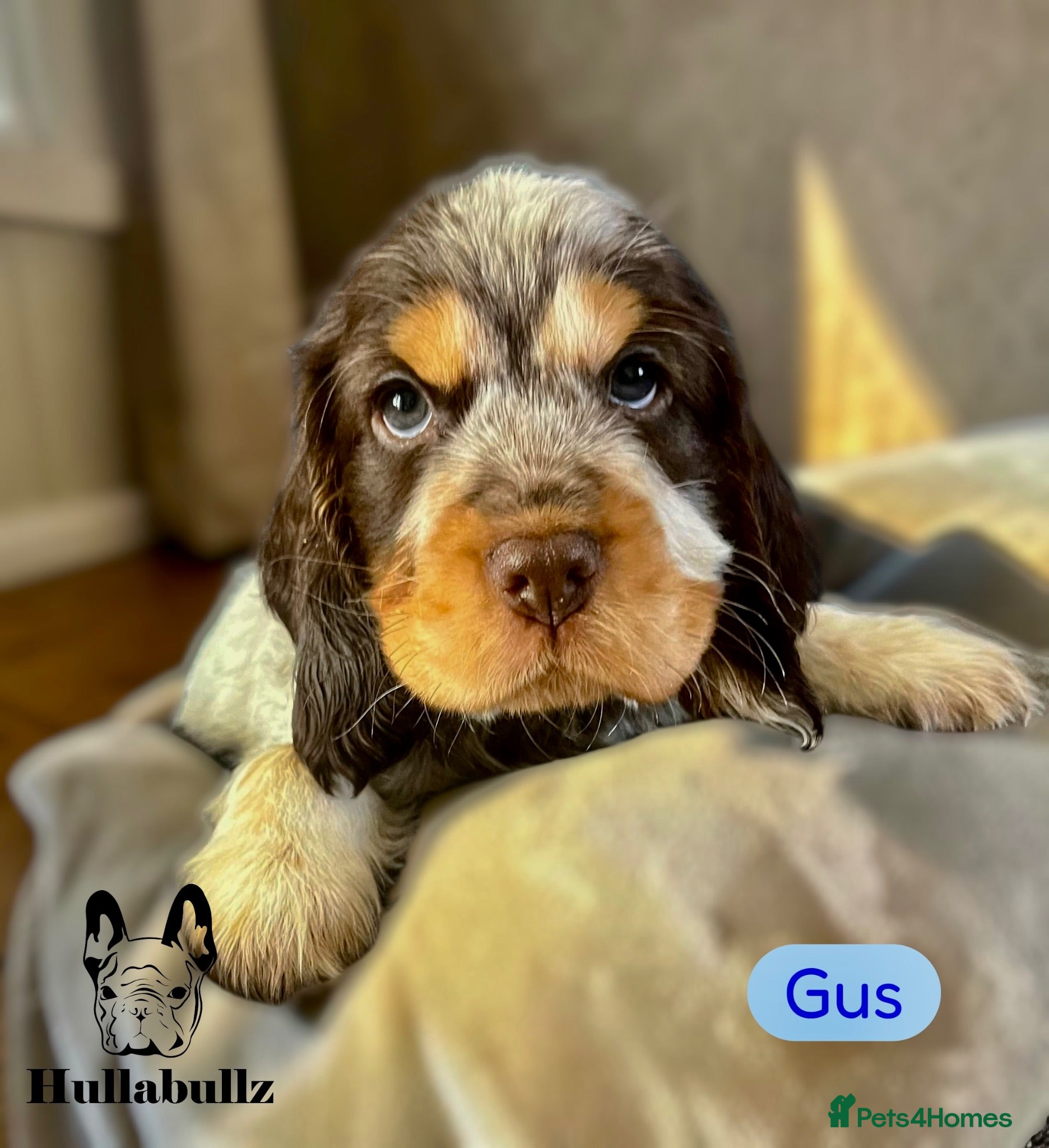Cocker Spaniel dogs Health tested Show type Roan Cocker Spaniels  - Advert 2