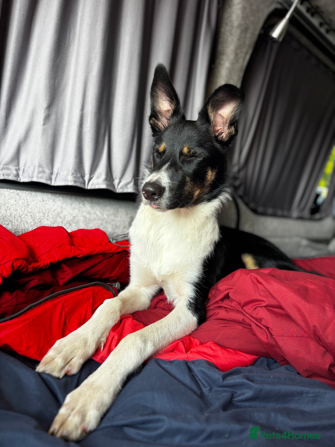 Mixed Breed dogs for sale: Collie mixed malinois  - Advert 18