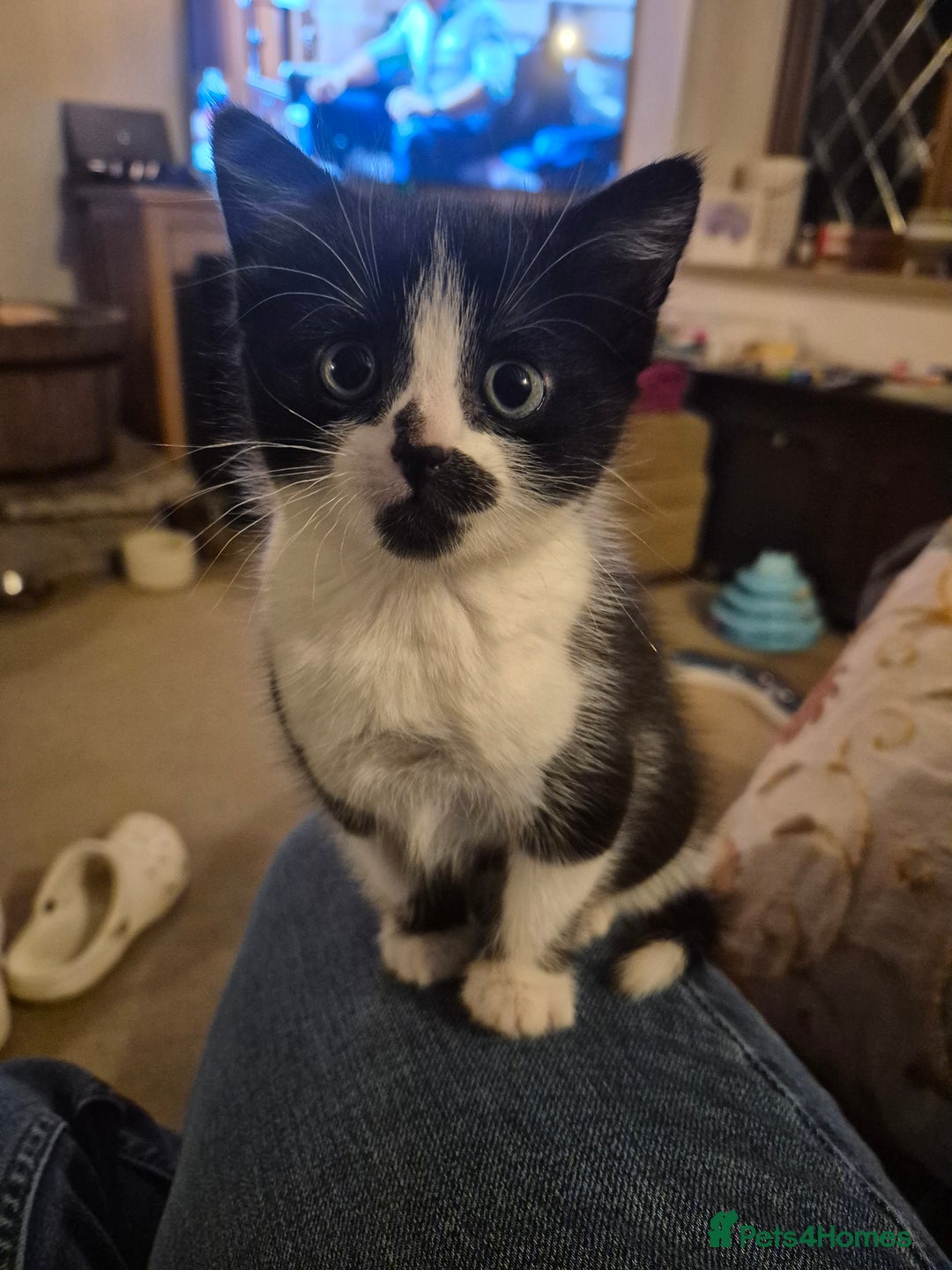 Mixed Breed cats for sale: 1 female kitten, very playful - Advert 1