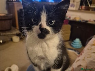 Mixed Breed cats 1 female kitten, very playful - Advert 1