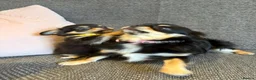 Chihuahua dogs for sale: 1 TINY KC REG boy ready to go to new home now - Advert 3