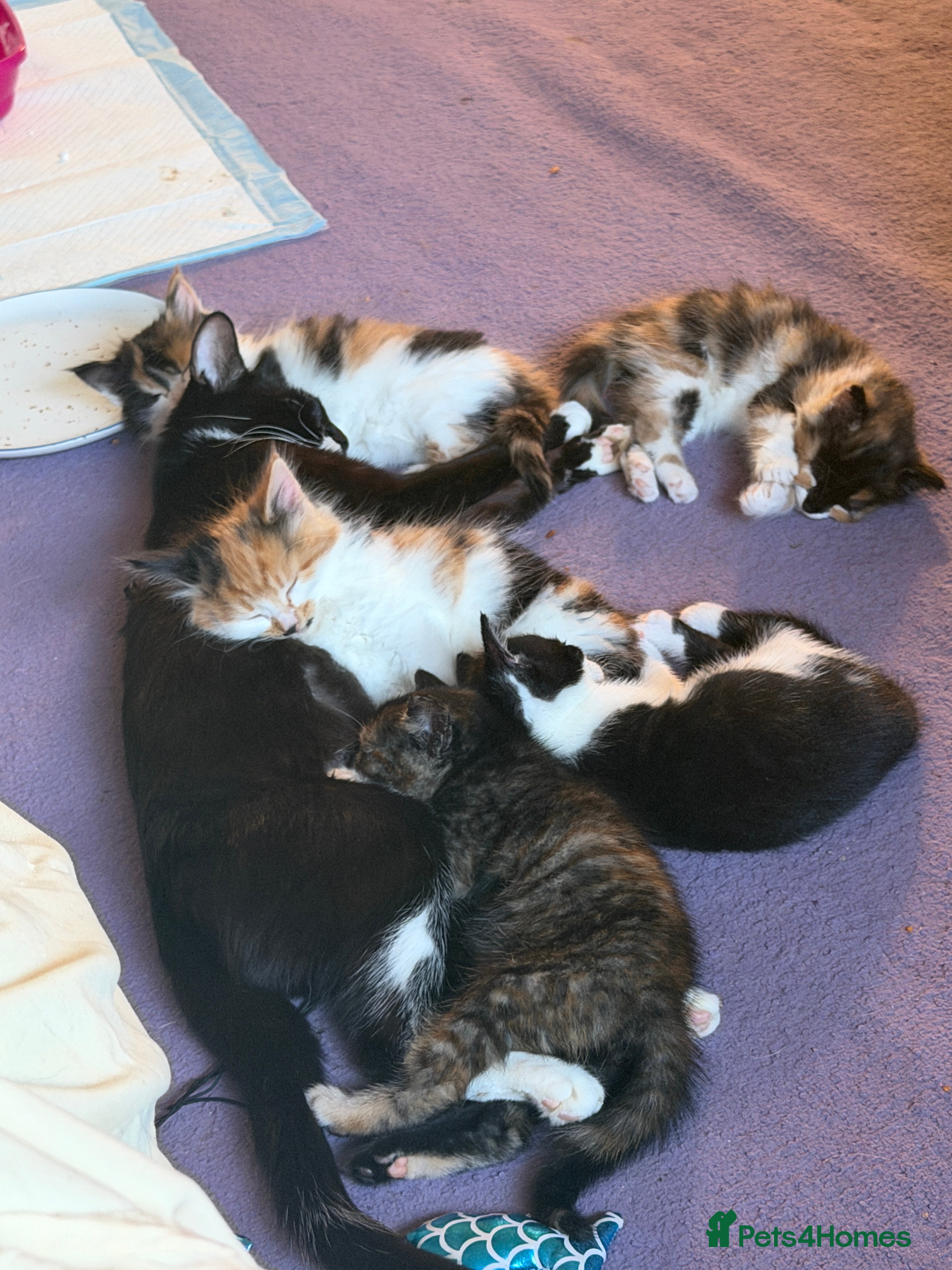 Mixed Breed cats Tortie & Black and White kittens!  - Advert 5