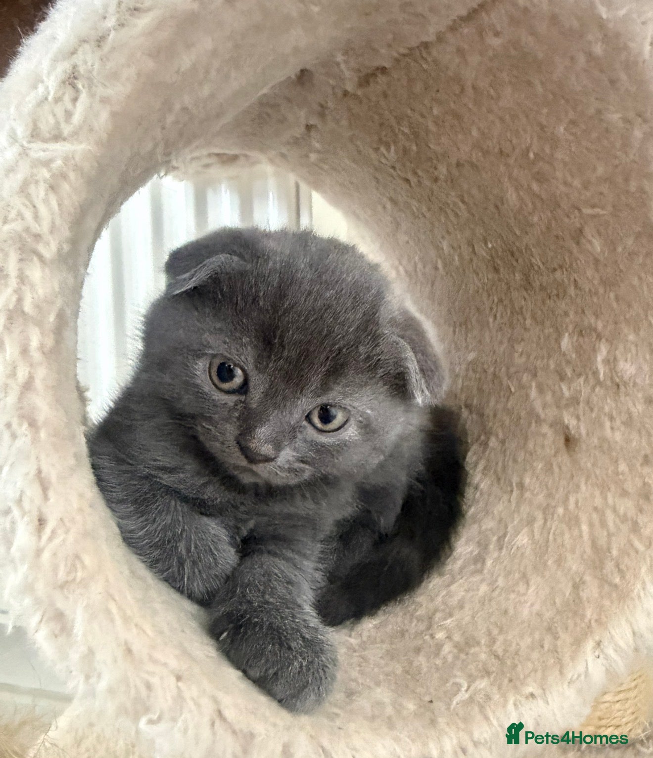 Scottish Fold cats for sale: 🐾  Adorable Scottish Fold Kittens  - Advert 3