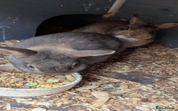 Netherland Dwarf rabbits for sale: NETHERLAND DWARF BUNNIES - Image 4