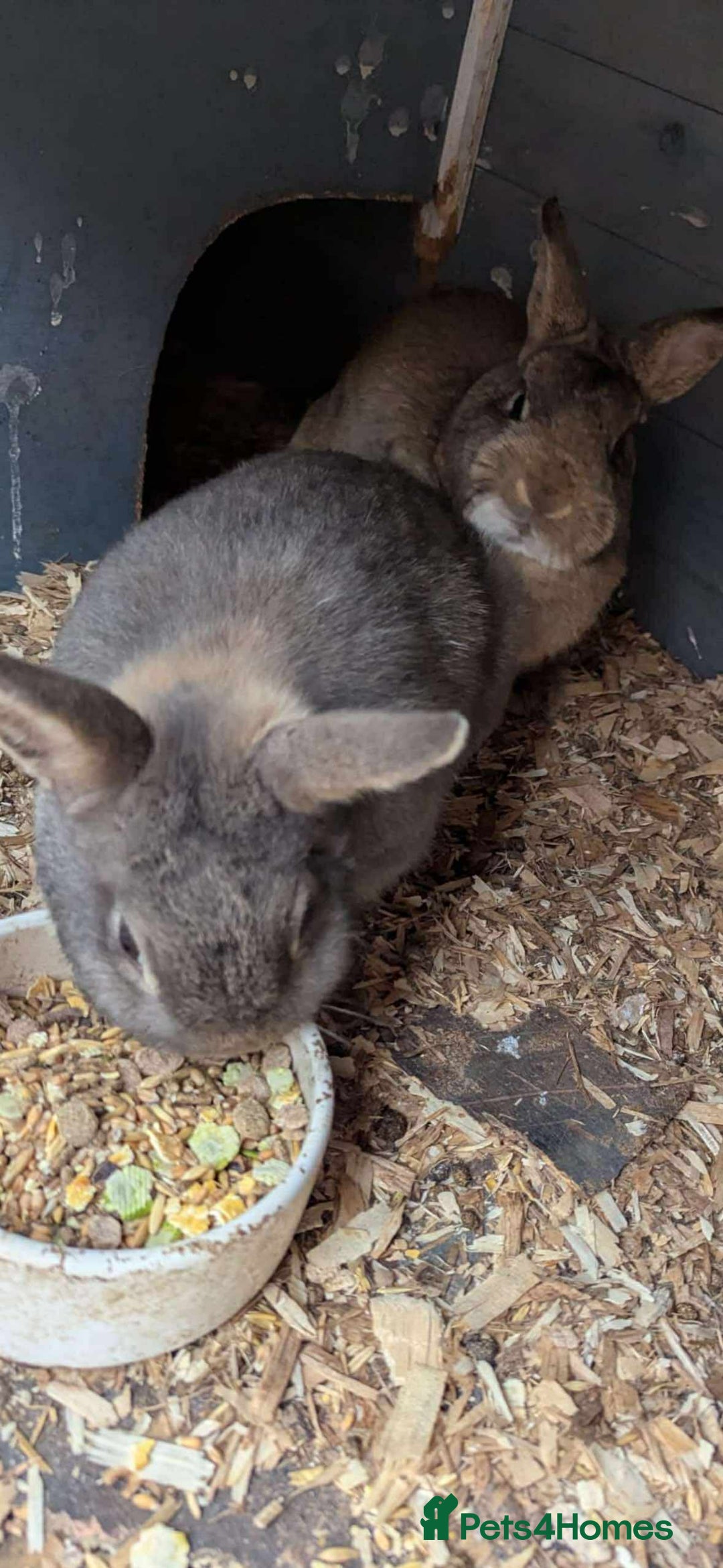 Netherland Dwarf rabbits for sale: NETHERLAND DWARF BUNNIES - Image 4