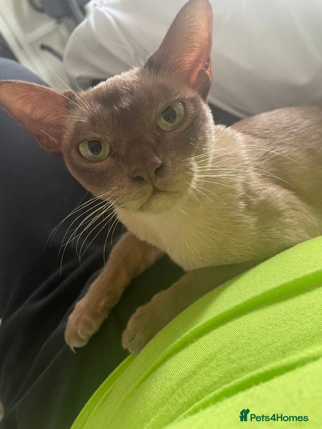 Burmese cats for sale: Stunning chocolate Burmese girl - Advert 9