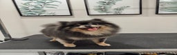 Pomeranian dogs for sale: Amazing quality teddy bear Pomeranian pups  - Advert 5