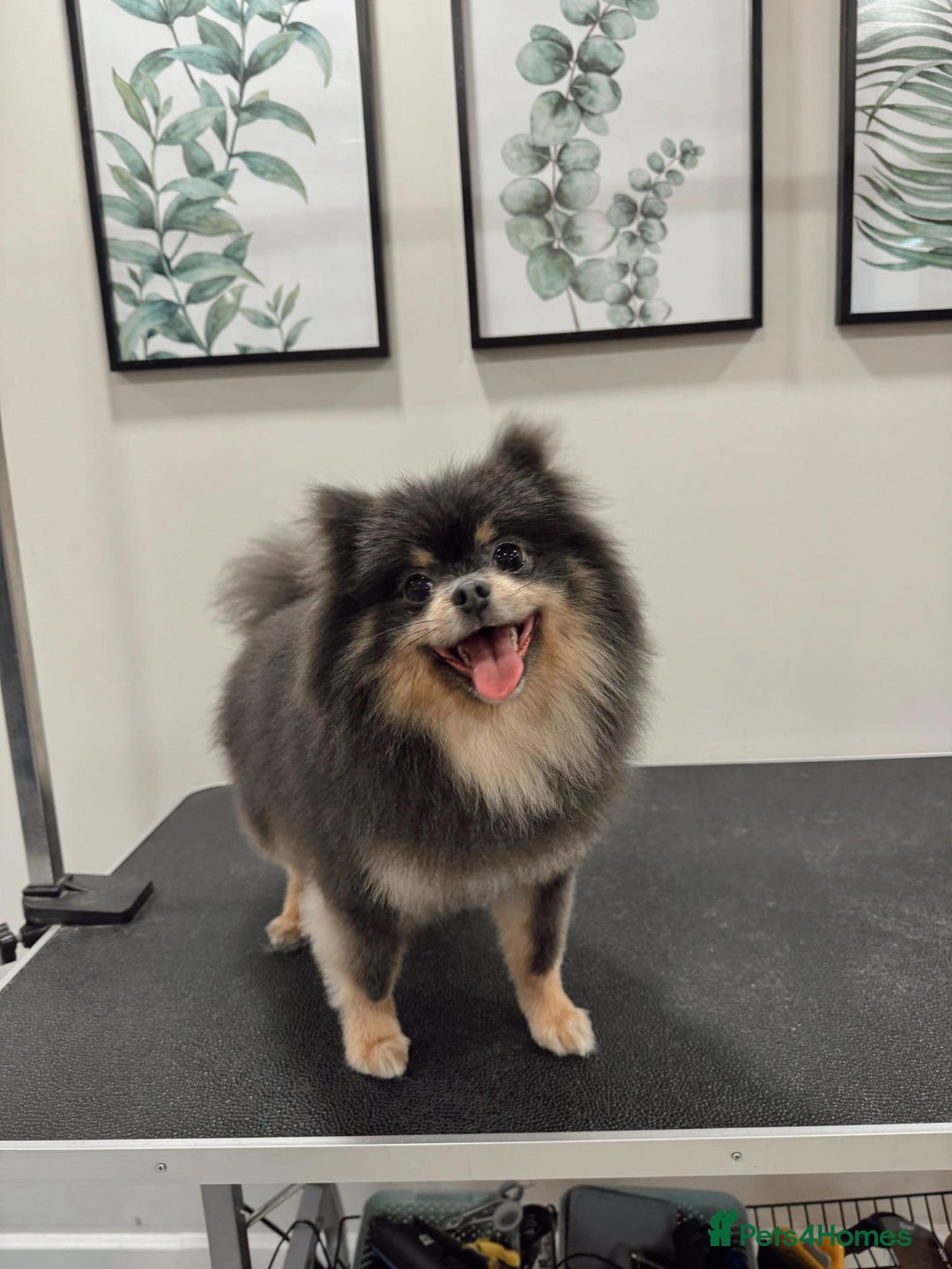 Pomeranian dogs for sale: Amazing quality teddy bear Pomeranian pups  - Advert 5