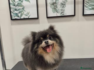 Pomeranian dogs Amazing quality Pomeranian pups - Advert 1