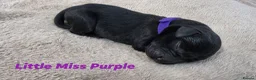 Labrador Retriever dogs for sale: KC Registered Labrador Pups  - Advert 17