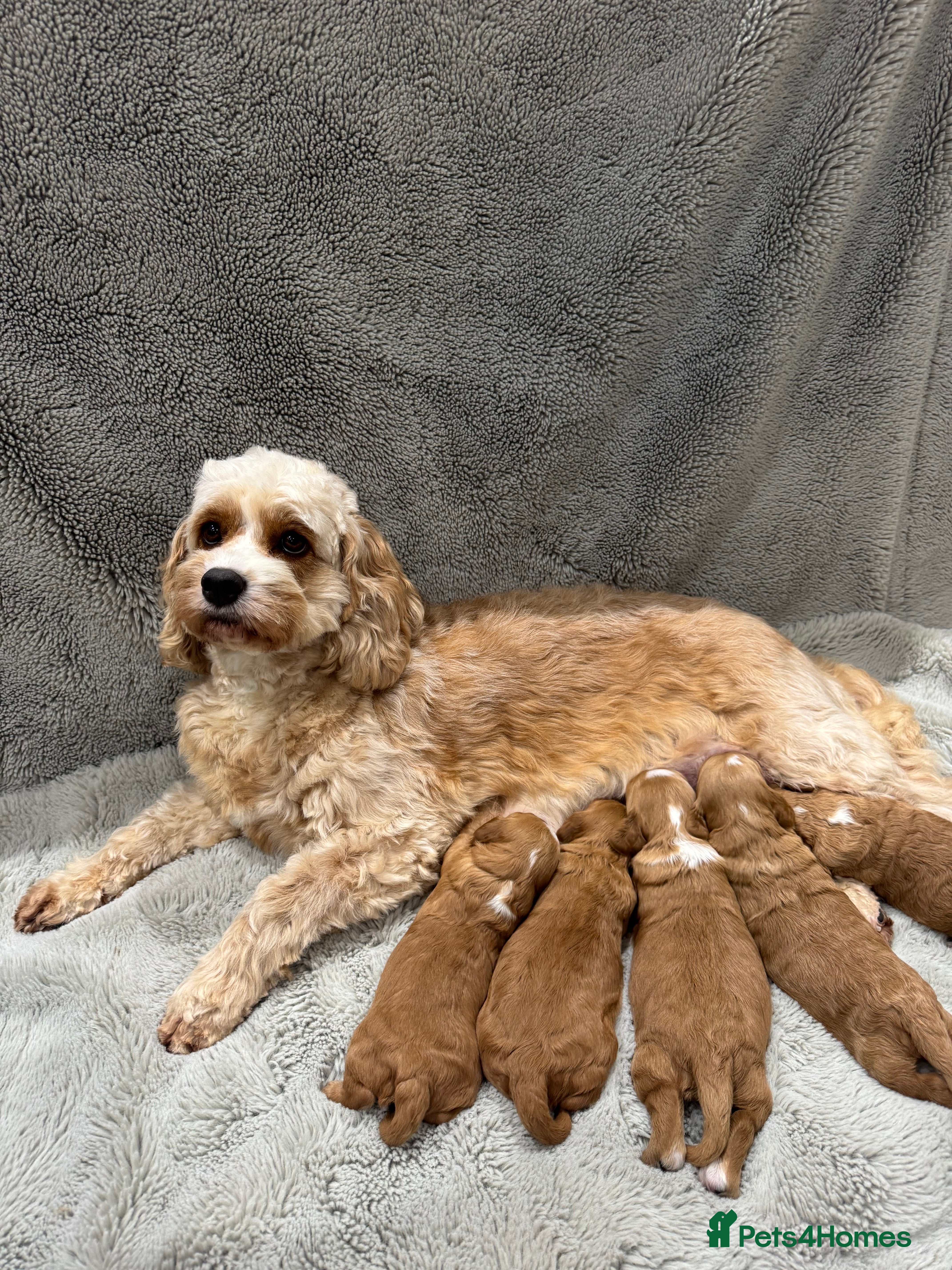 Cavapoo dogs Gorgeous health test cavapoo puppies  - Advert 1