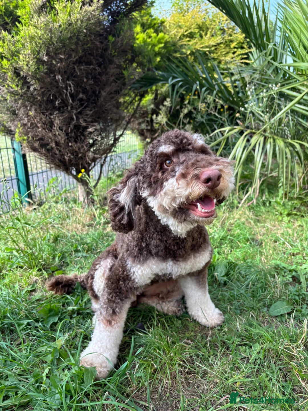 Miniature Poodle dogs for stud: Proven Chocolate and White Miniature Poodle Stud - Advert 6