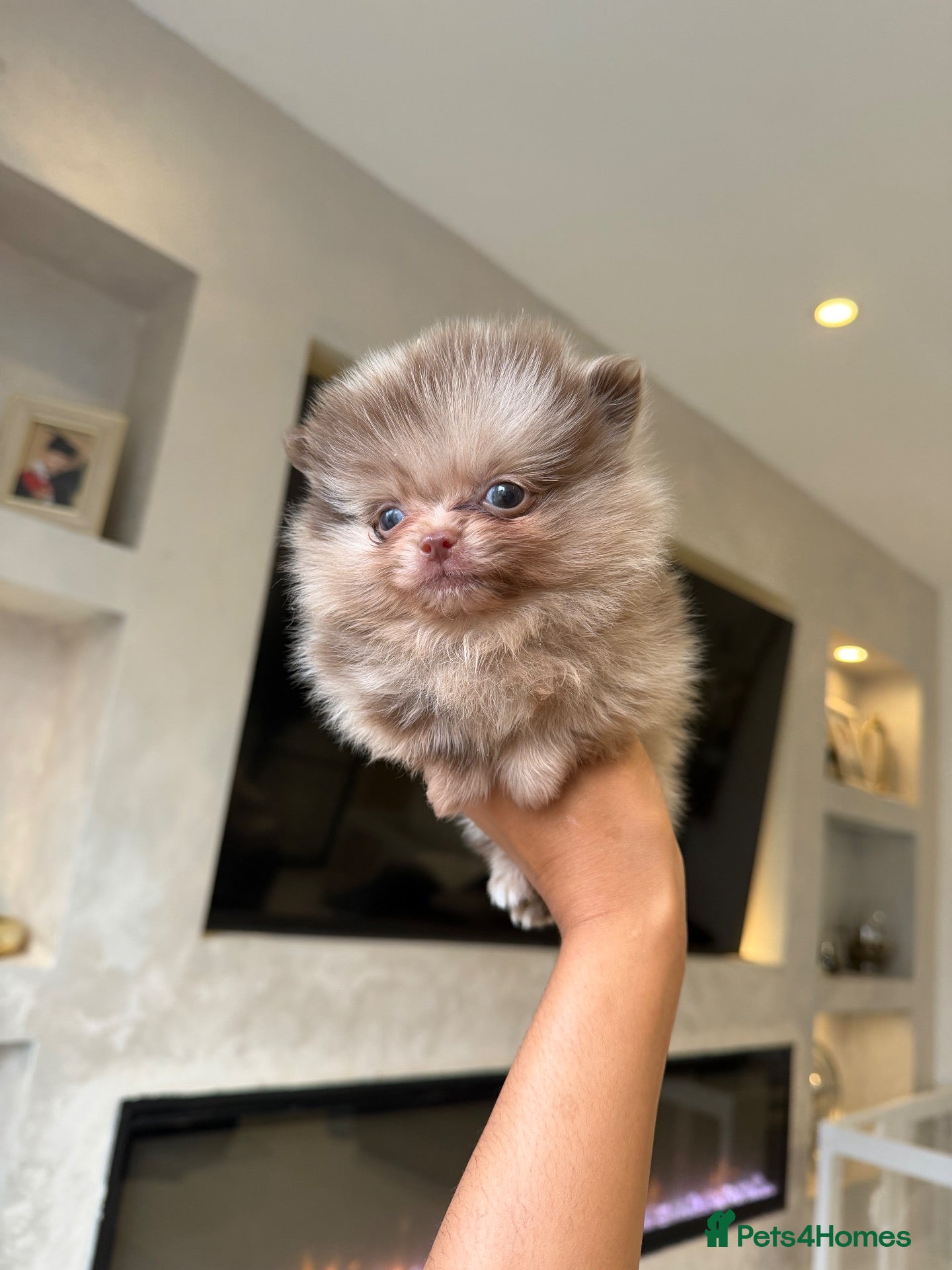 Pomeranian dogs Chocolate Merle Babies  - Advert 2