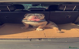 English Bulldog dogs for sale: English bulldog - Image 3