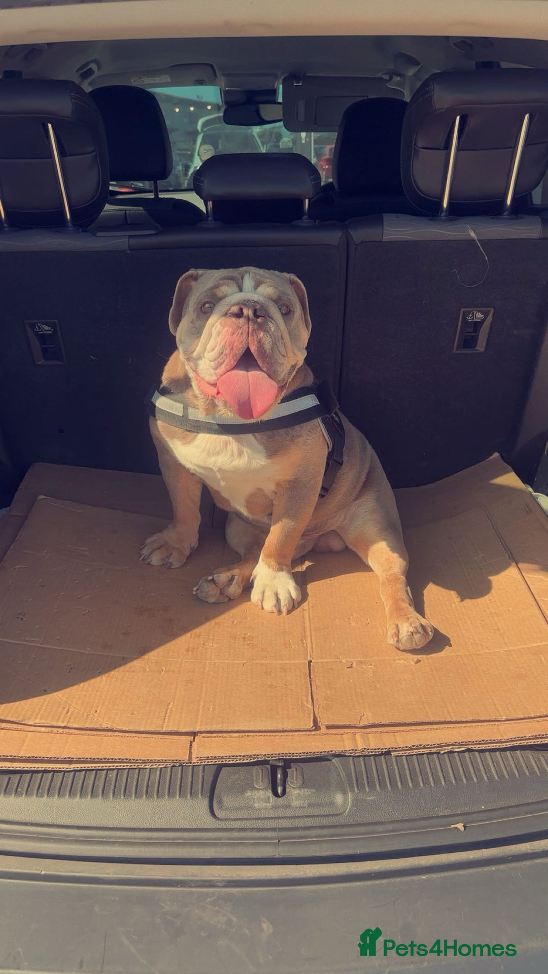 English Bulldog dogs for sale: English bulldog - Image 3