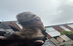 Ferret rodents for sale: Ferrets for sale - Image 2