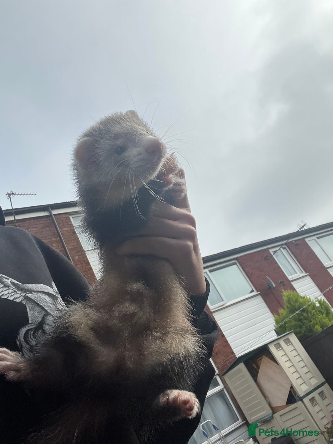 Ferret rodents for sale: Ferrets for sale - Image 2