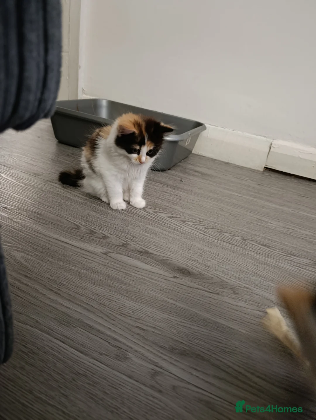 Mixed Breed cats for sale: Mini covs :D - Advert 11