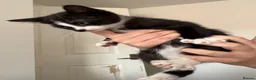 Mixed Breed cats for sale: 3 male kittens  in Swindon - Advert 8