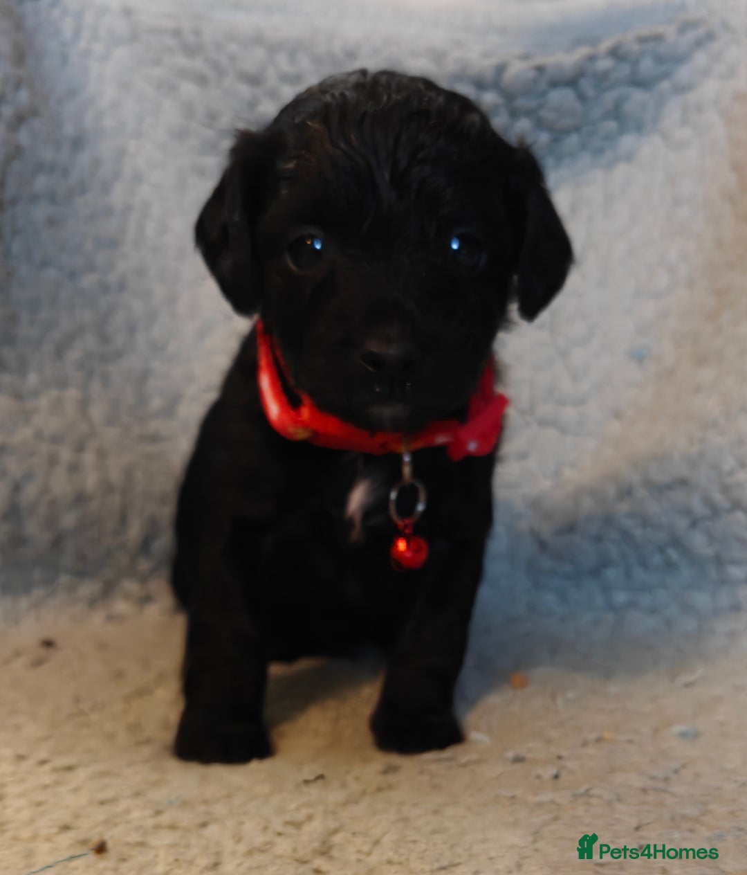 Mixed Breed dogs for sale: Cuteness overload cavapoolake puppies  - Advert 5