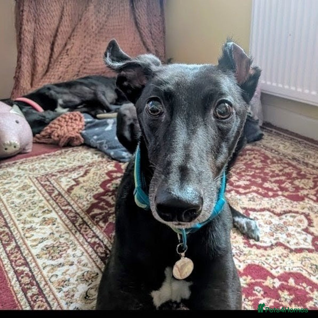 Greyhound dogs for sale: Sprout, neutered male Greyhound ******  - Image 1