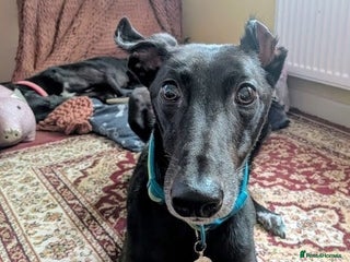 Greyhound dogs - Advert 4