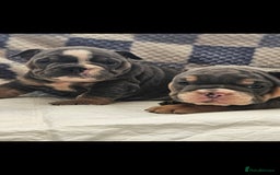 English Bulldog dogs for sale: Kc british bulldogs  - Image 4