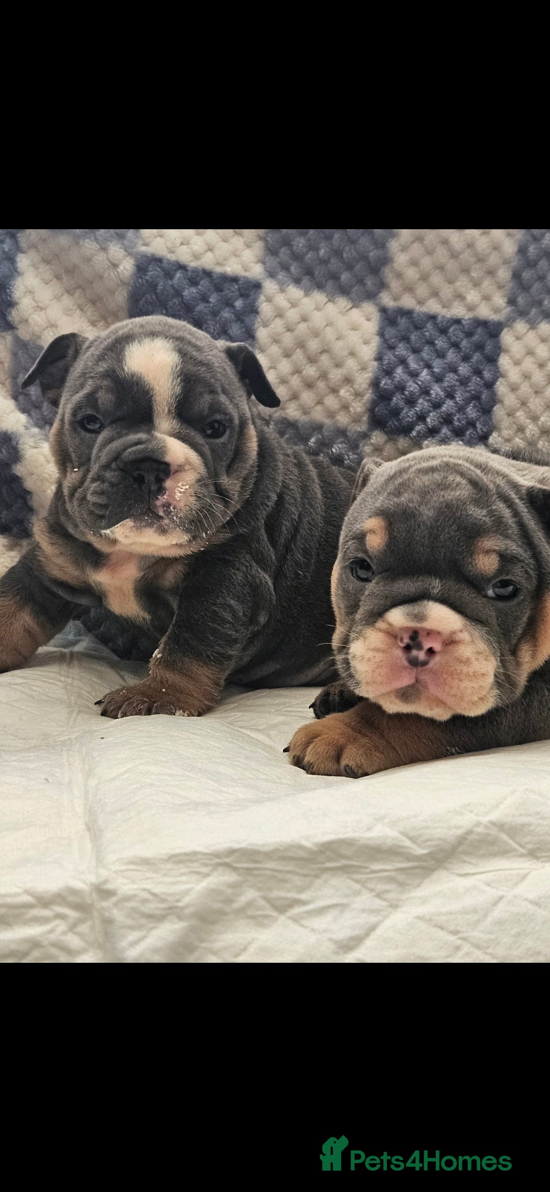 English Bulldog dogs for sale: Kc british bulldogs  - Image 4
