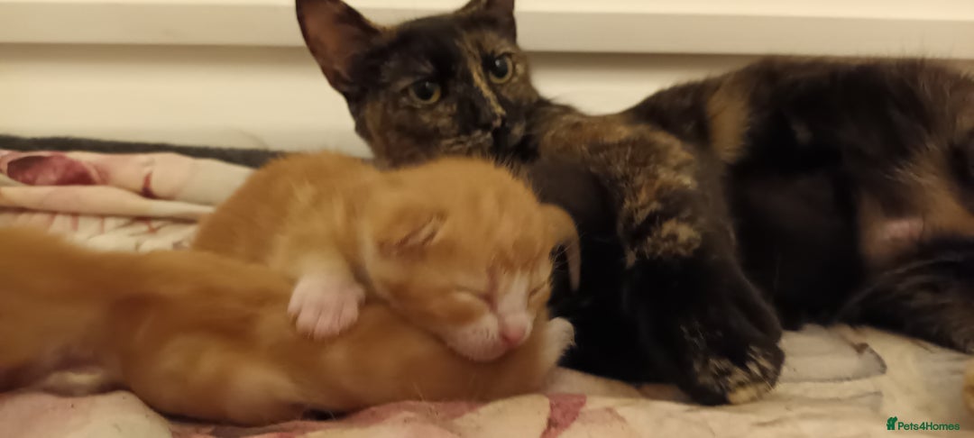 Mixed Breed cats for sale: Only black boy left, ready to leave now❤️ - Image 8