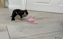 Boston Terrier dogs for sale:  🩷OUR LAST GORGEOUS K.C. BOSTON TERRIER PUPPIES - Image 30