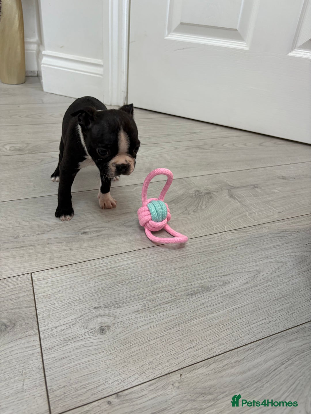 Boston Terrier dogs for sale:  🩷OUR LAST GORGEOUS K.C. BOSTON TERRIER PUPPIES - Image 30