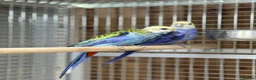 Parakeets birds for sale: Rosella parakeet - Advert 6