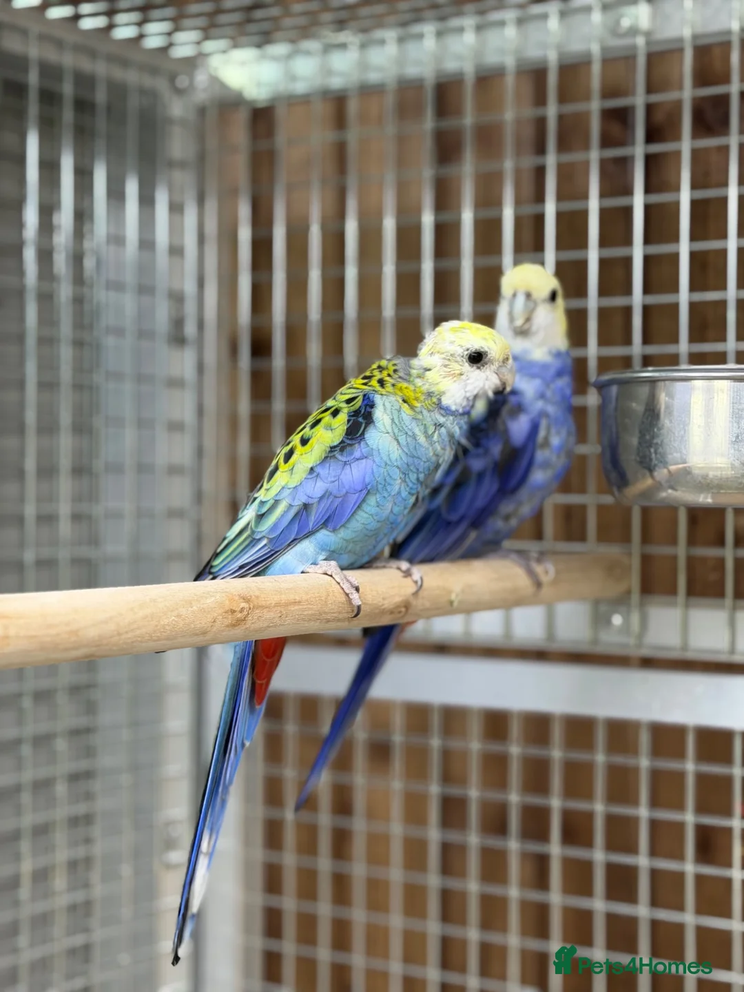 Parakeets birds for sale: Rosella parakeet - Advert 6