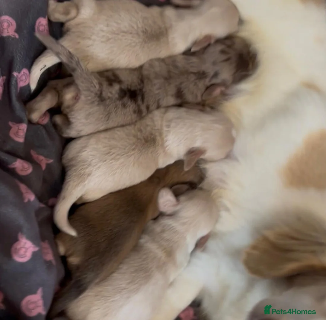 Miniature Dachshund dogs for sale: KC Long Coat Miniature Dachshund Puppies - Advert 20