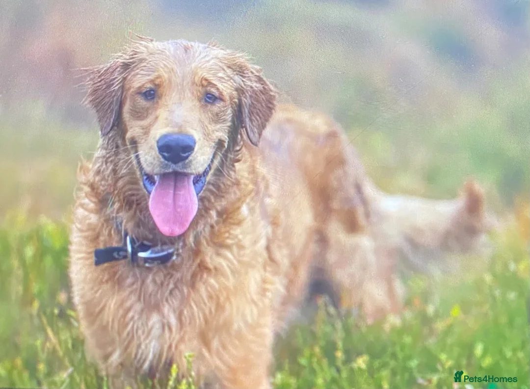 Golden Retriever dogs for sale: A happy healthy family companion  - Advert 25