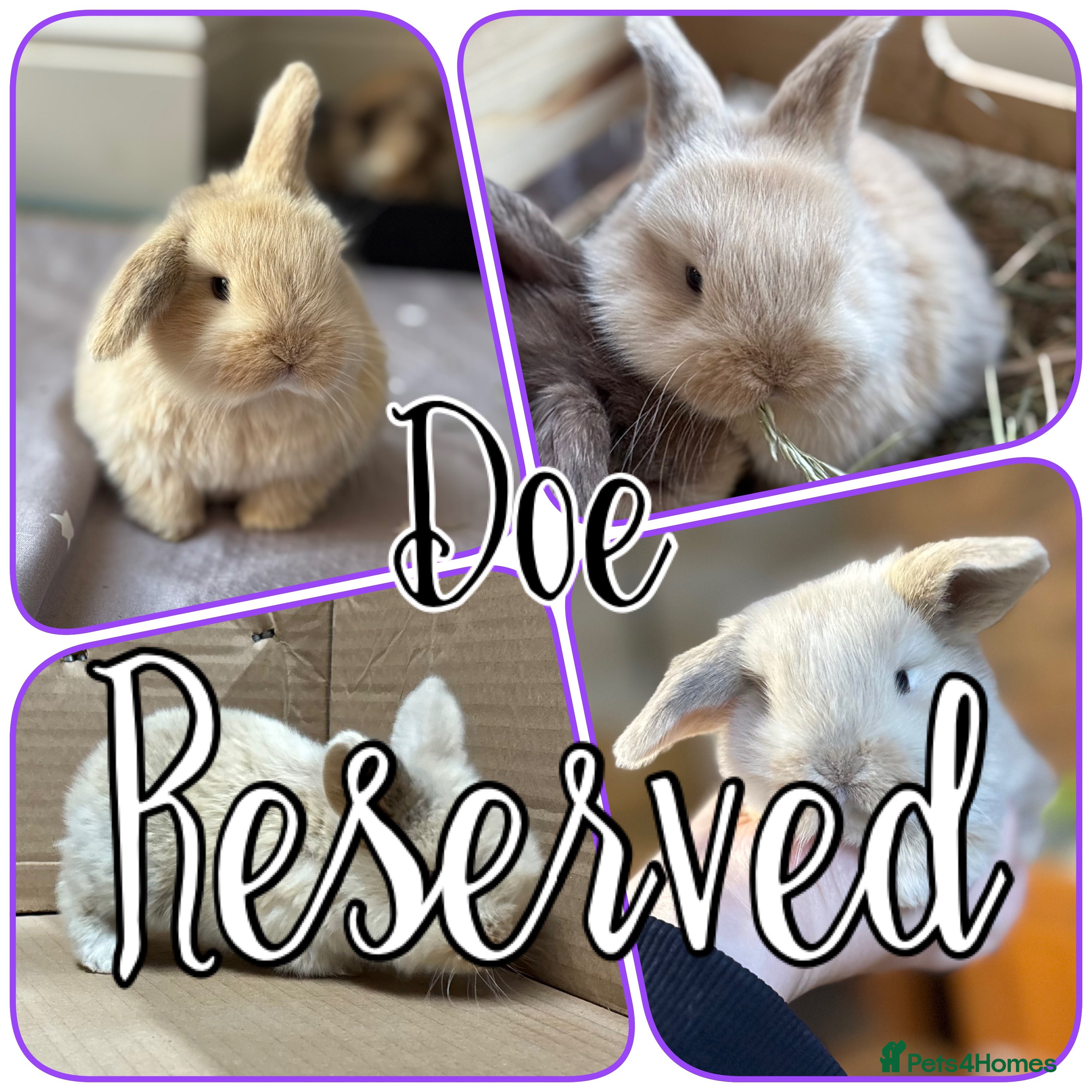 Mini Lop rabbits Reserved - Pure mini lop babies - Advert 1