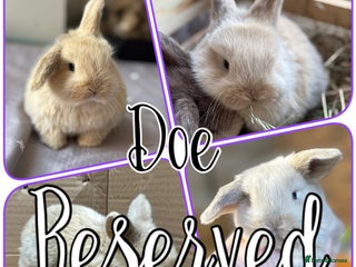 Mini Lop rabbits Reserved - Pure mini lop babies - Advert 8