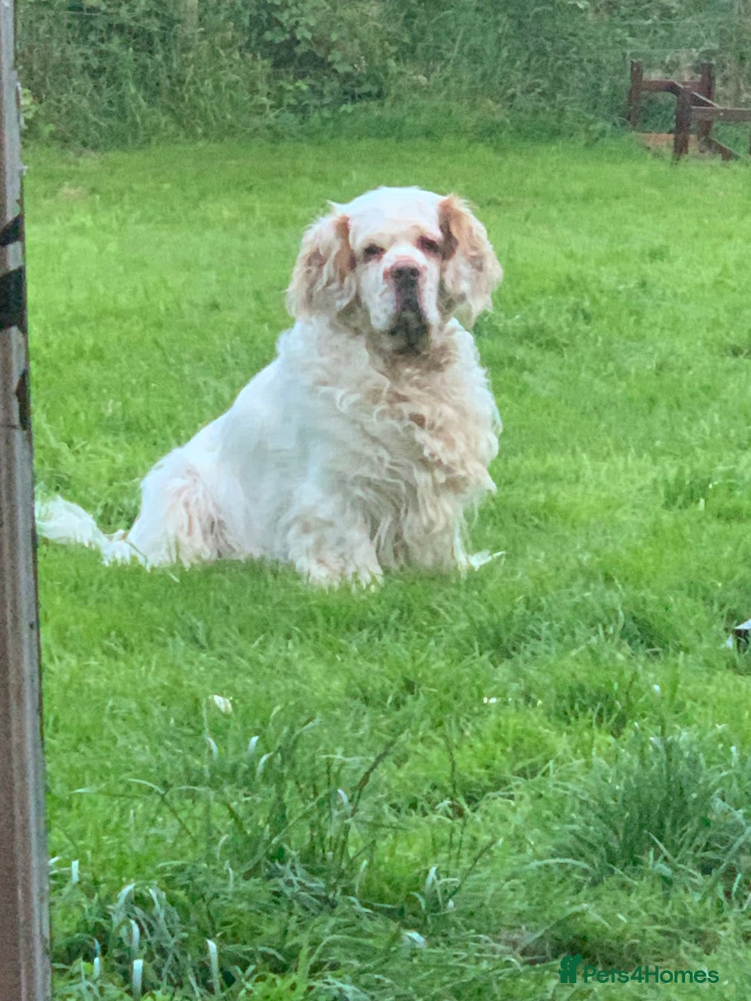 Clumber Spaniel dogs for sale: Fantastic Clumber Spaniel Puppy’s  - Image 18